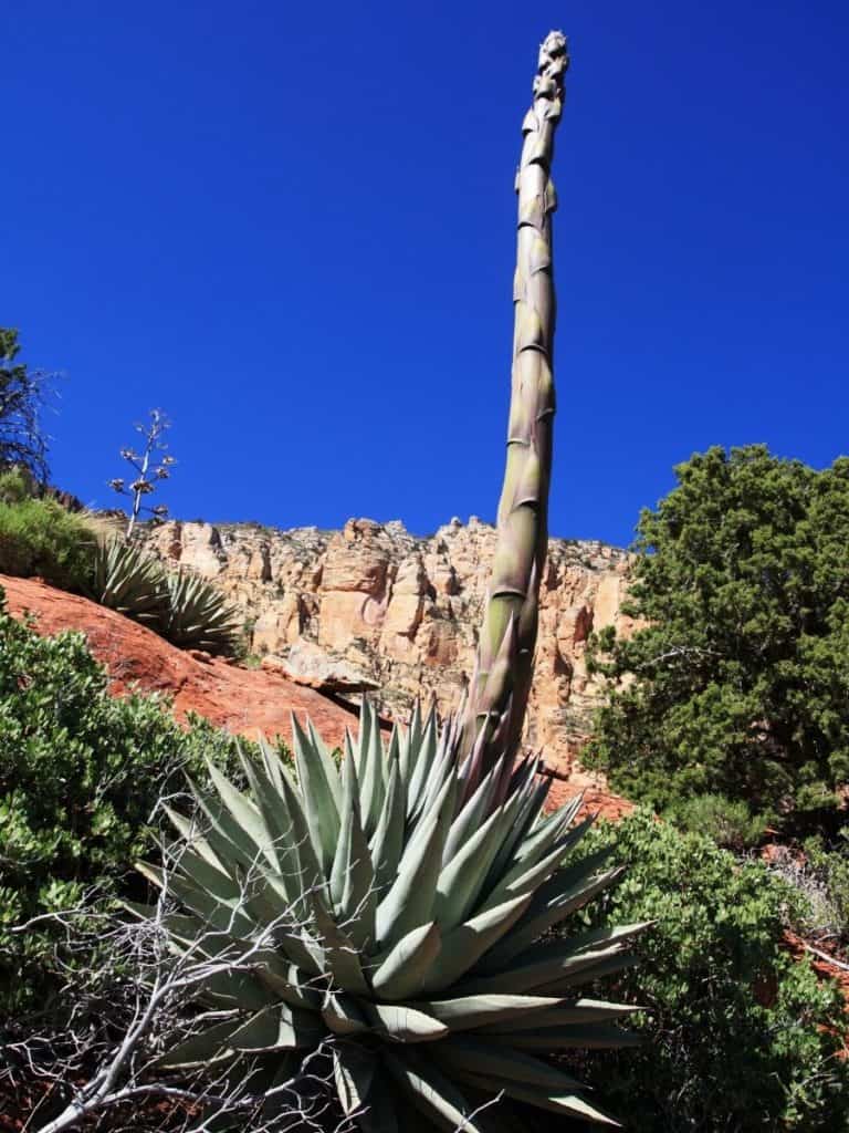can you stop an agave from flowering