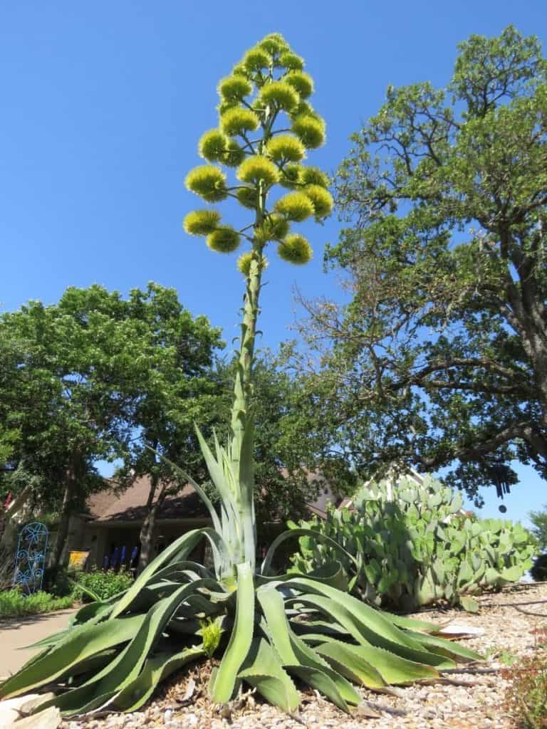 how often does a century plant bloom