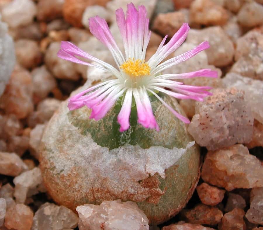 conophytum burgeri