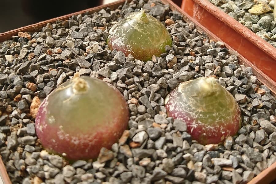 conophytum burgeri