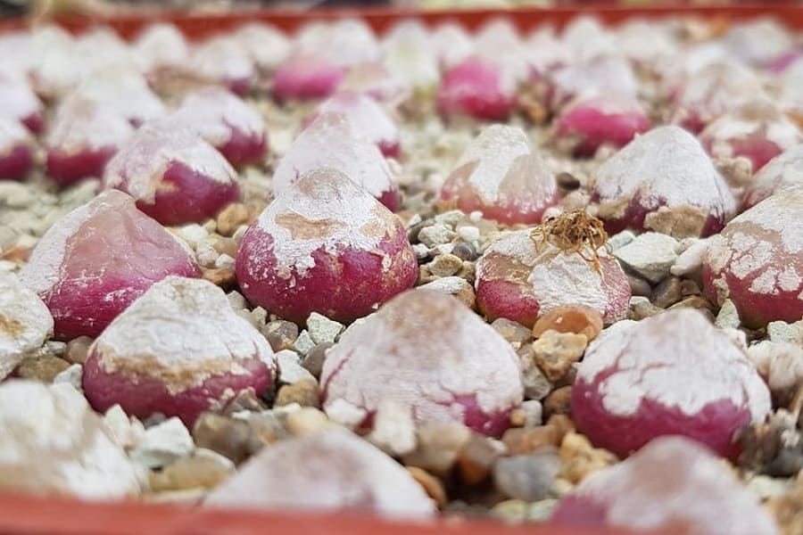 conophytum burgeri