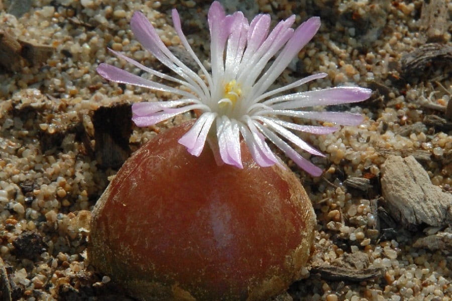 conophytum burgeri