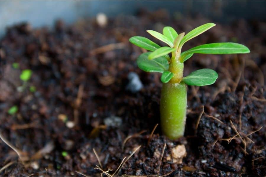 desert rose seedling