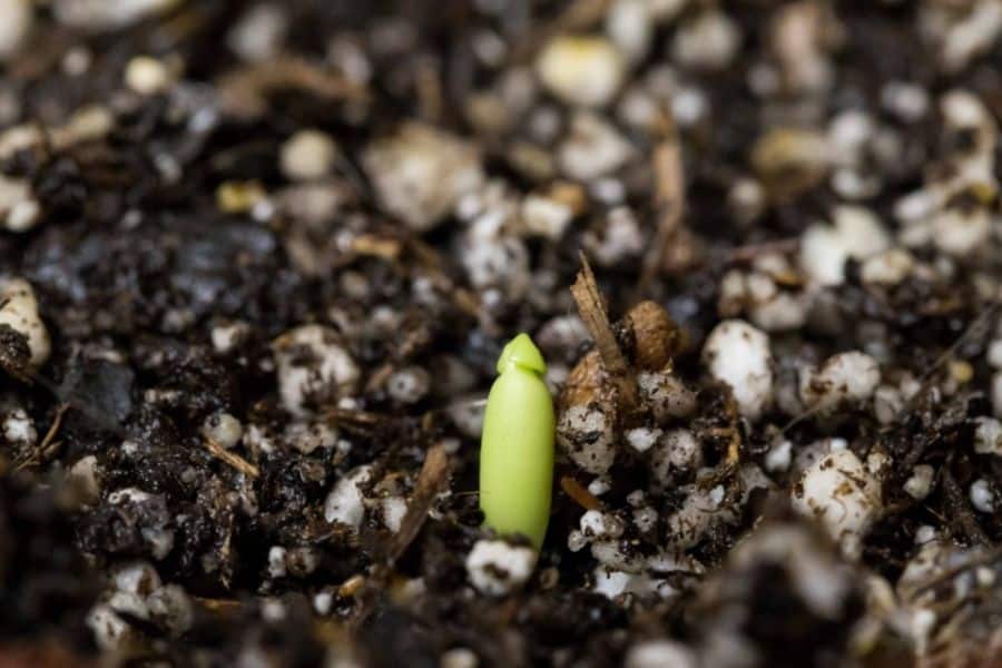 desert rose sprout