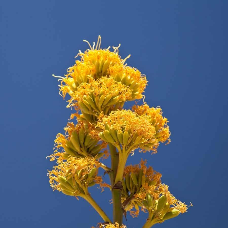 how long do century plant blooms last