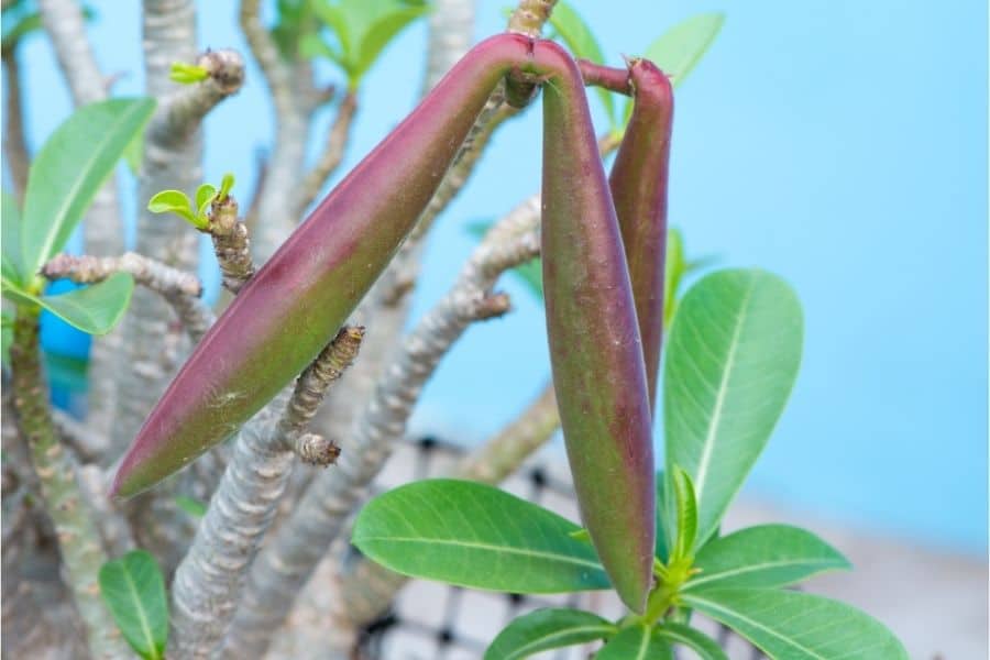 how long does it take for desert rose seed pod to mature