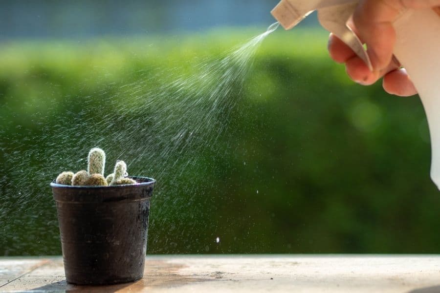 how often do you water cactus cuttings