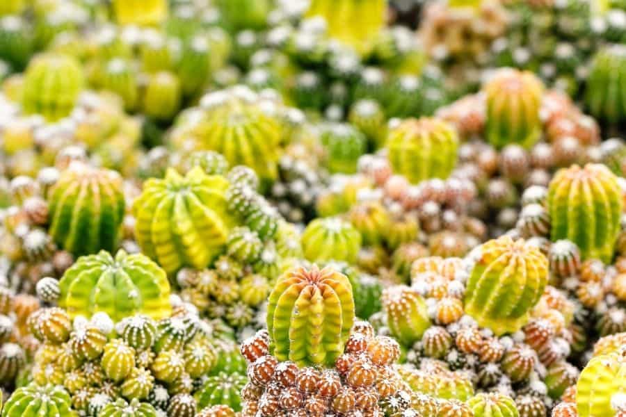 how to propagate cactus