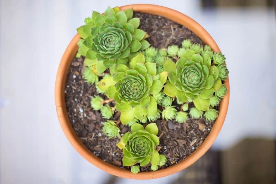 how to propagate hens and chicks from offsets