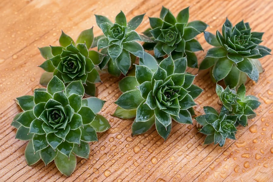 how to propagate hens and chicks from stems