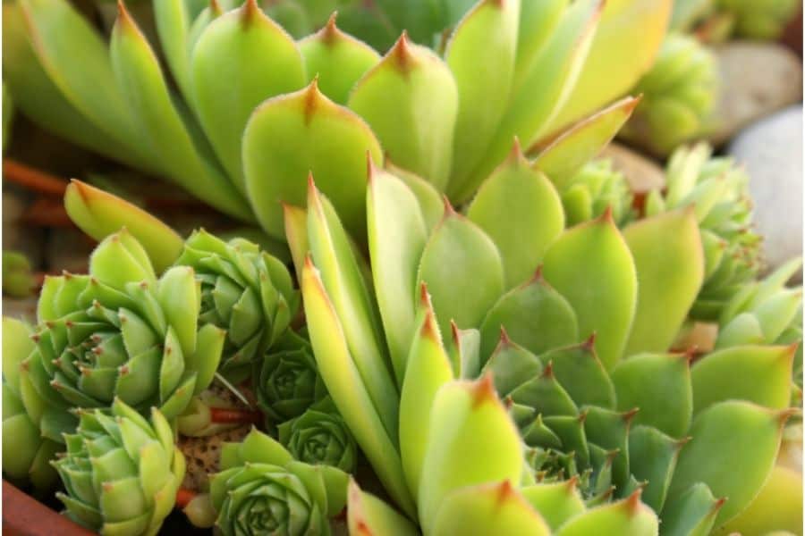 how to propagate hens and chicks