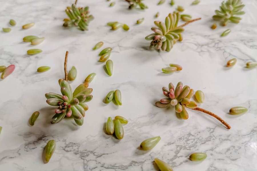 how to propagate sedum