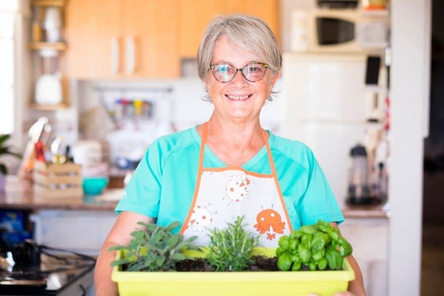 indoor low maintenance plants for seniors