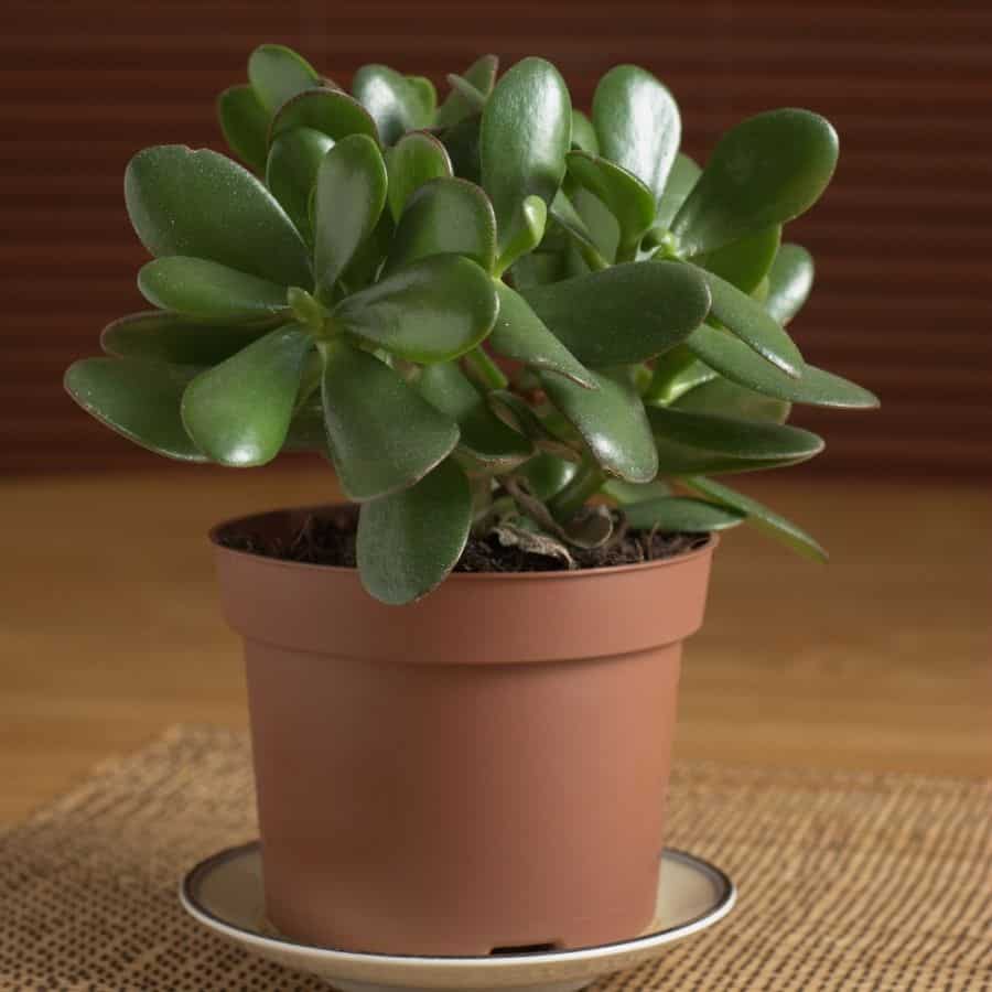 jade plant