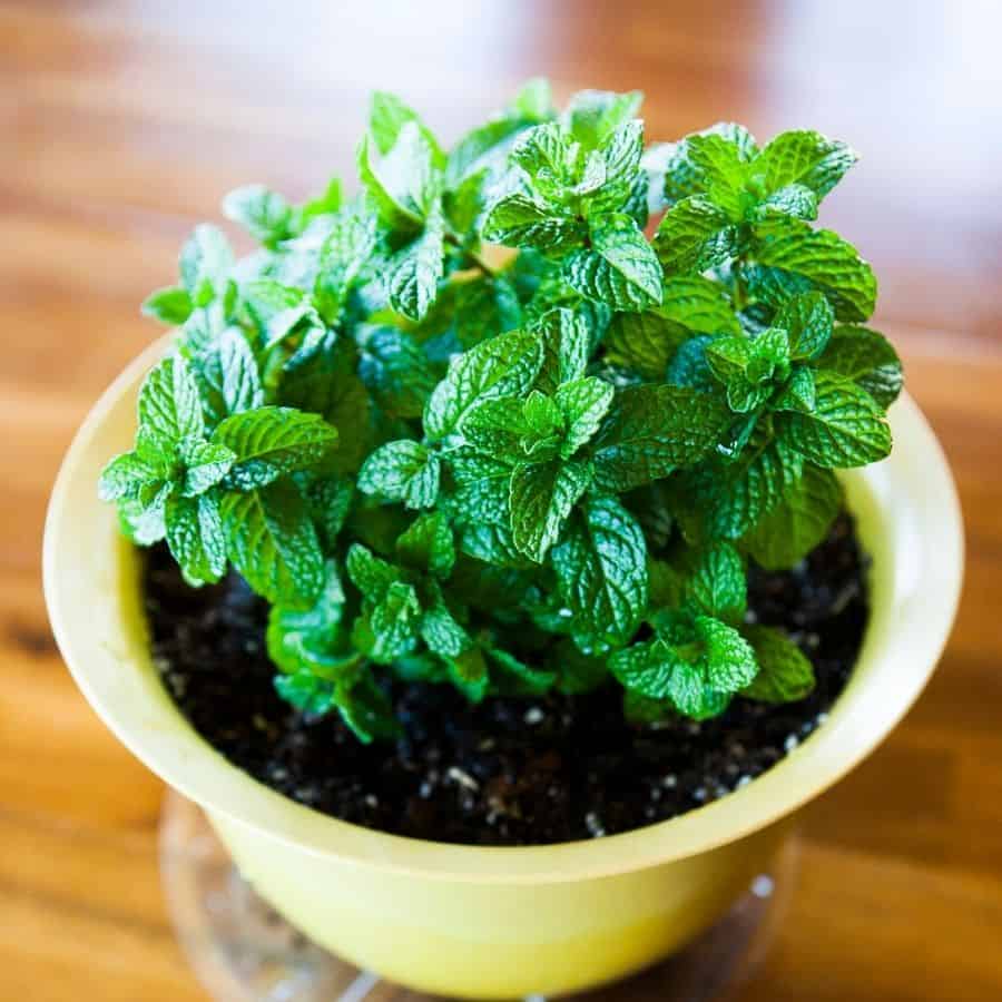 mint plant