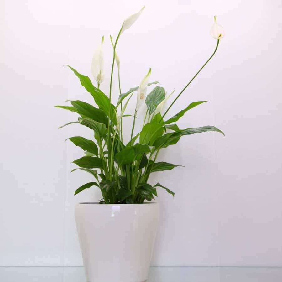 peace lily