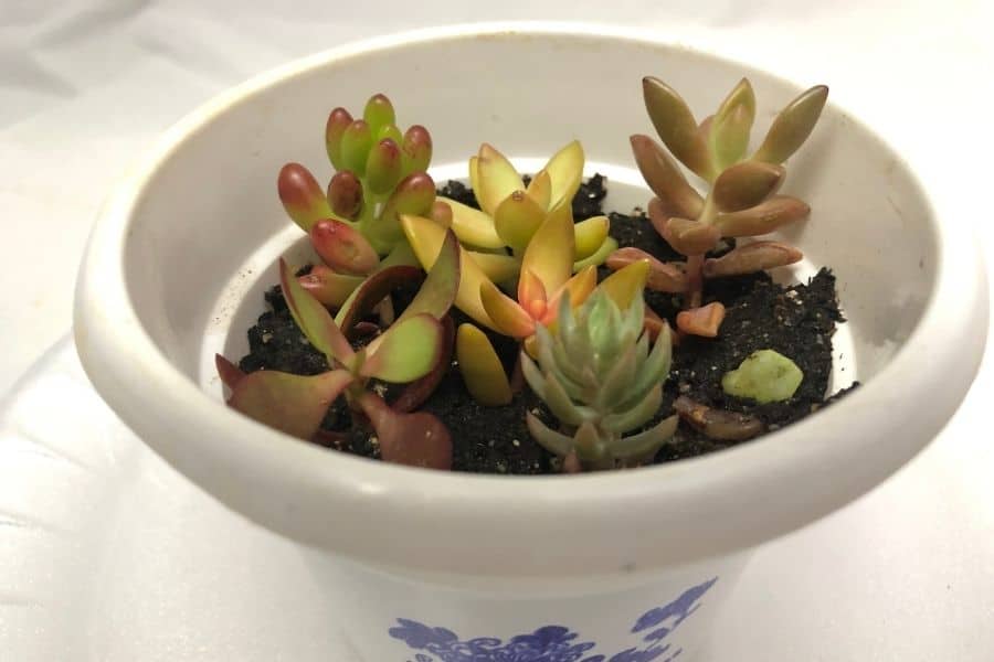 propagating succulent cuttings in the soil