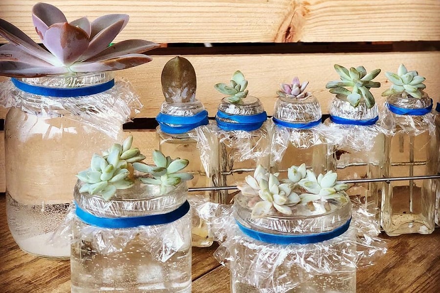 propagating succulents in water