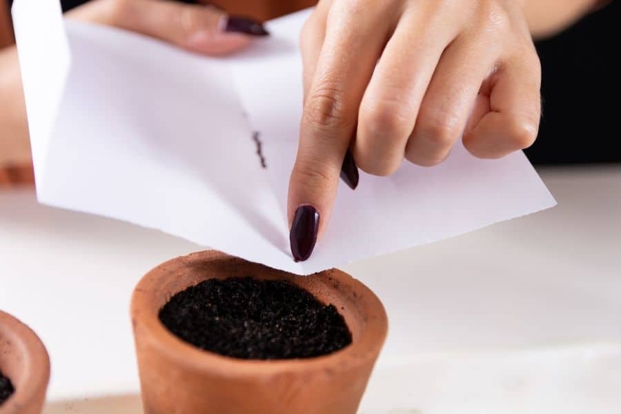 sowing cactus seeds