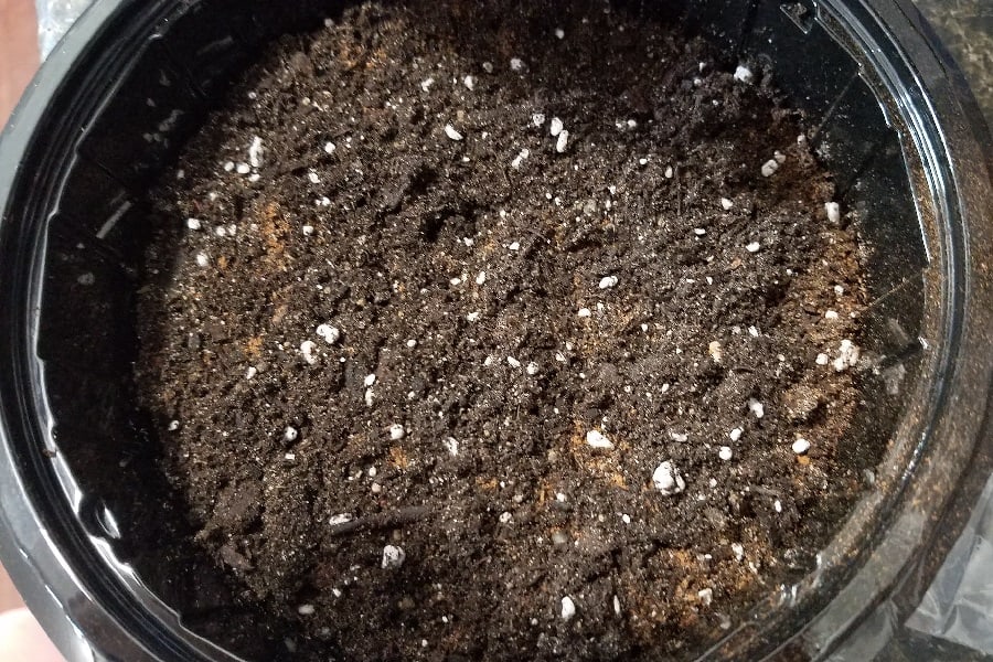 soil for desert rose germination