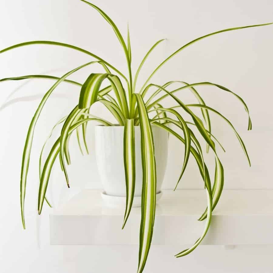 spider plant