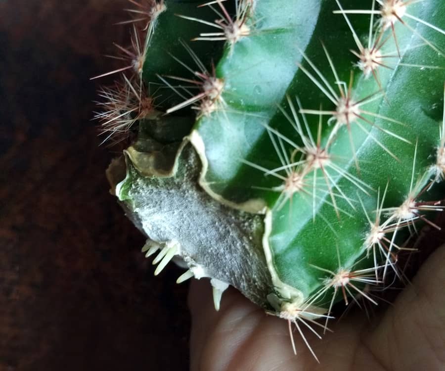 what is the fastest way to root a cactus