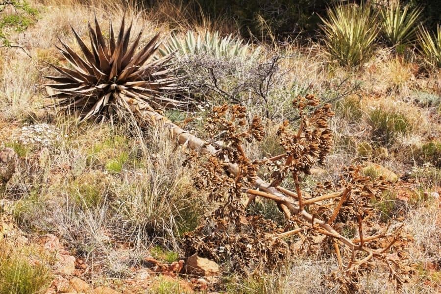 will a century plant die after it blooms