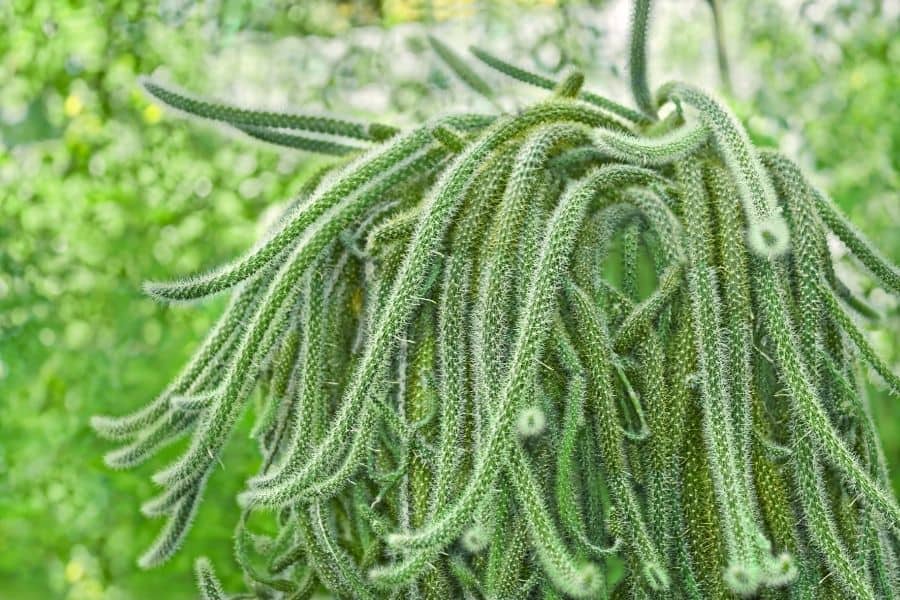 disocactus epiphytic cacti