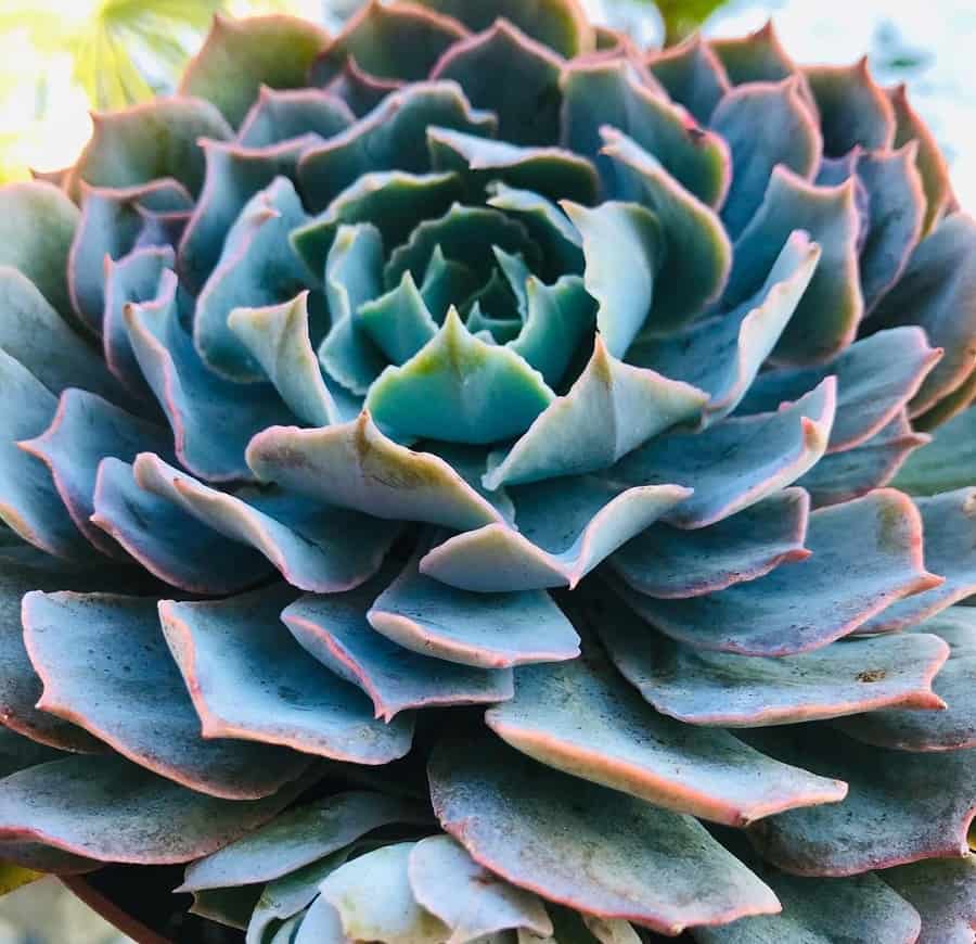 echeveria blue heron