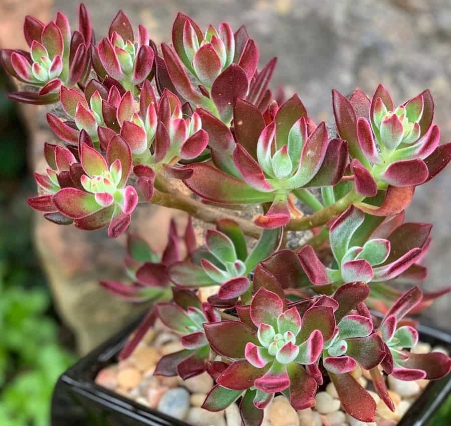 echeveria devotion