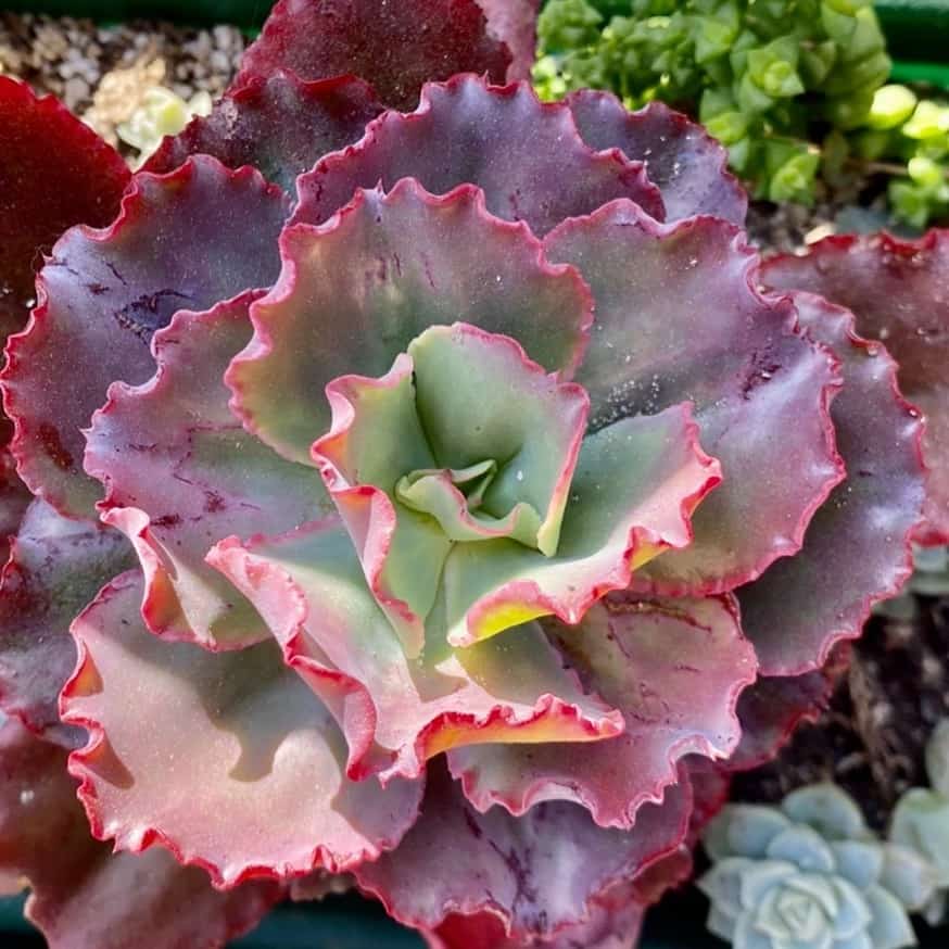 Echeveria Dicks Pink: Care and Propagation Guide | Succulent Alley