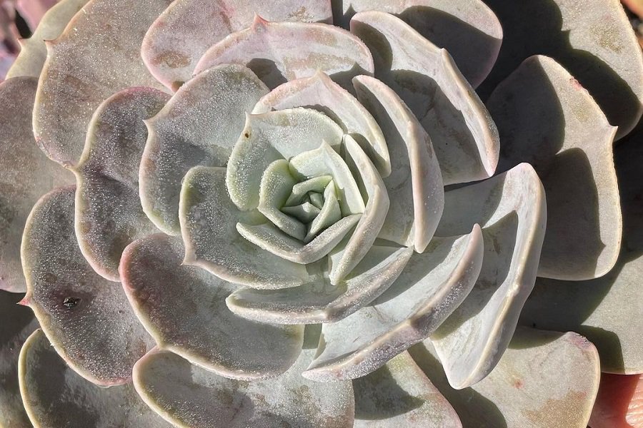 echeveria pollux