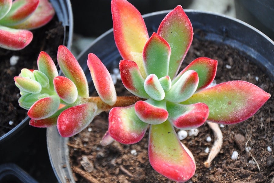 echeveria pulvinata ruby