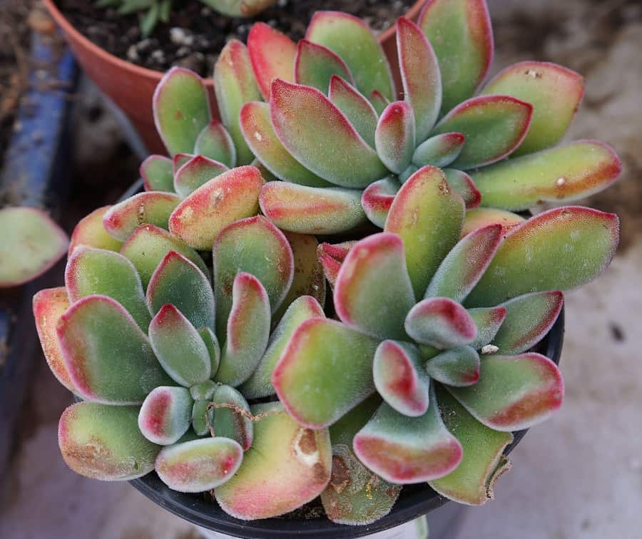 echeveria pulvinata ruby