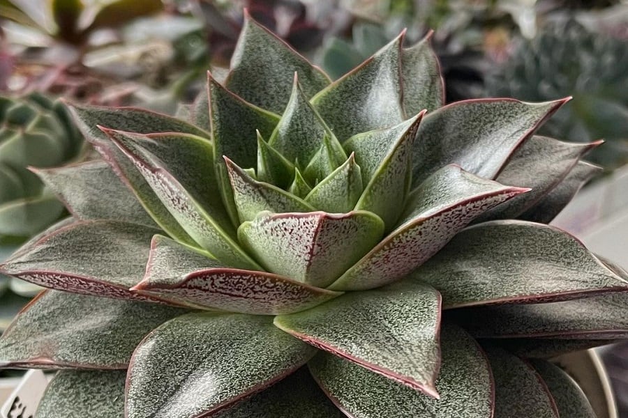 Echeveria purpusorum