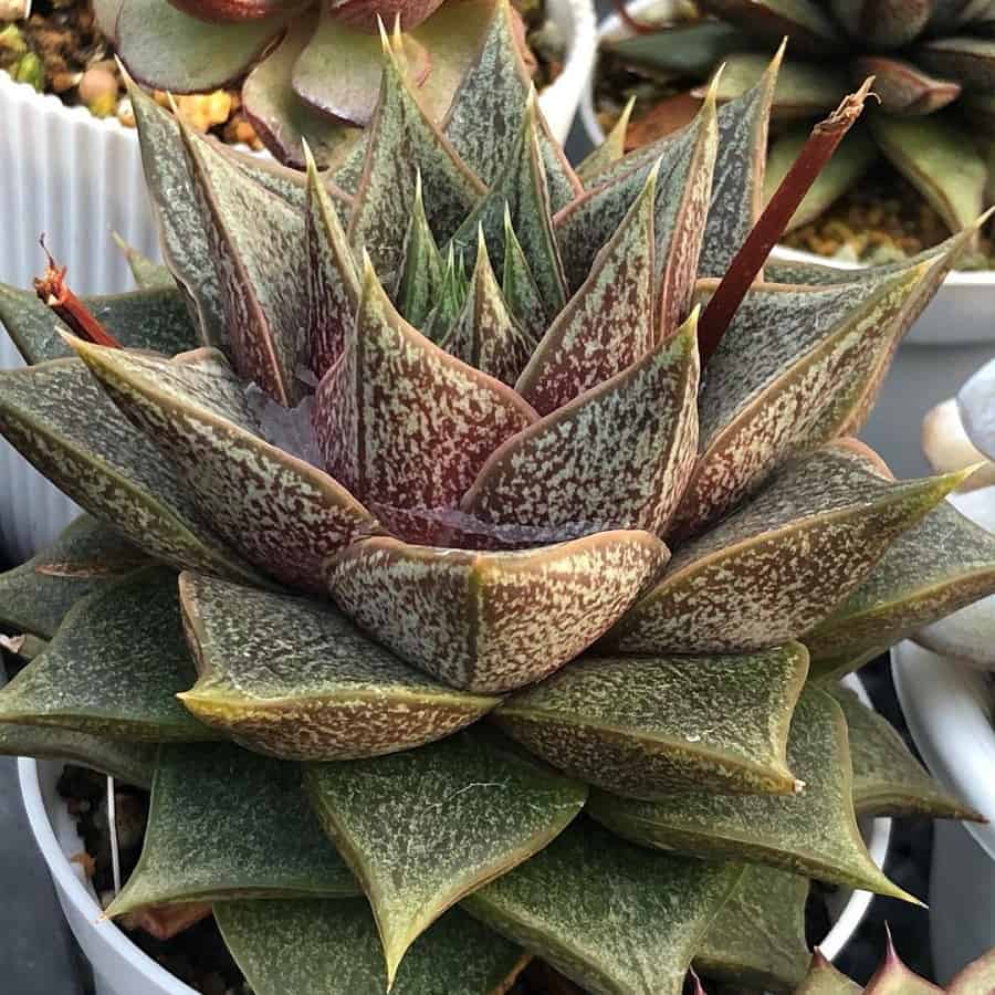 Echeveria purpusorum