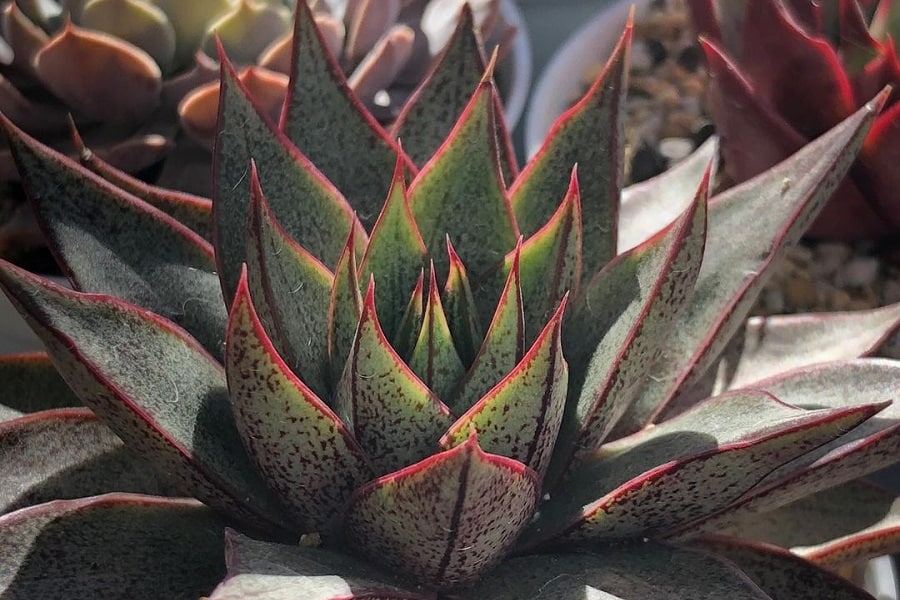 echeveria purpusorum