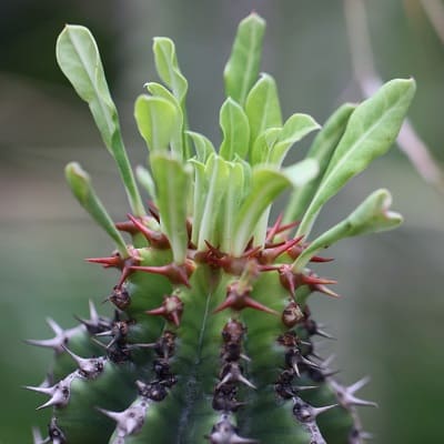 euphorbia abyssinica