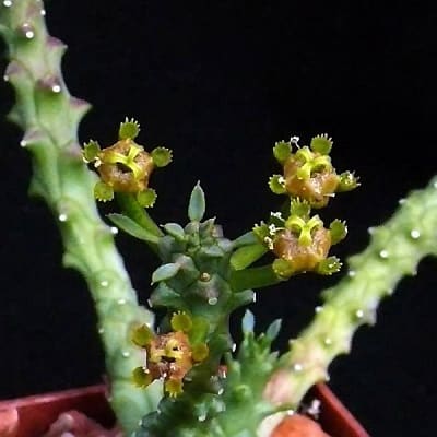 euphorbia albipollinifera