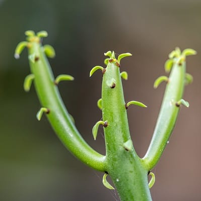 euphorbia alluaudii