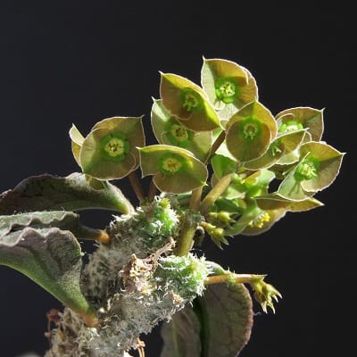 euphorbia ambovombensis