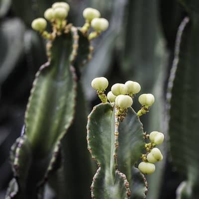 euphorbia ammak