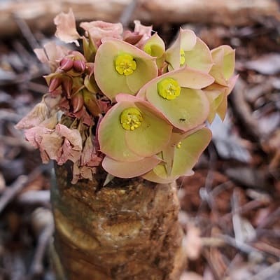 euphorbia ankarensis