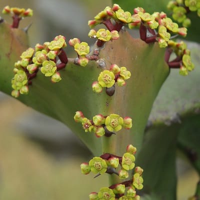 euphorbia antiquorum