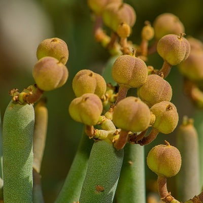 euphorbia arbuscula