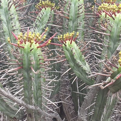 euphorbia atrispina