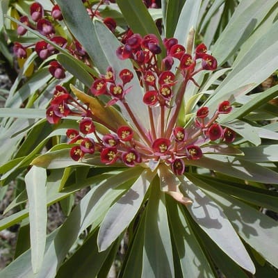 euphorbia atropurpurea