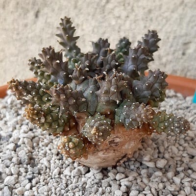 euphorbia atroviridis