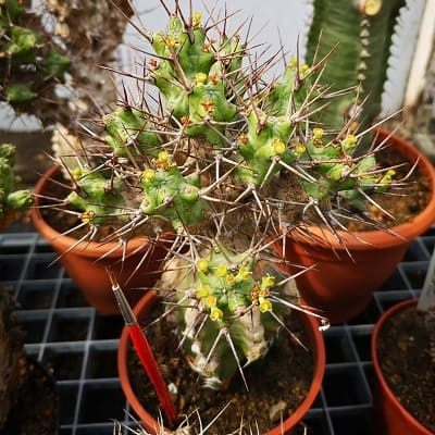 euphorbia