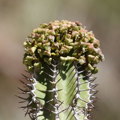 euphorbia avasmontana